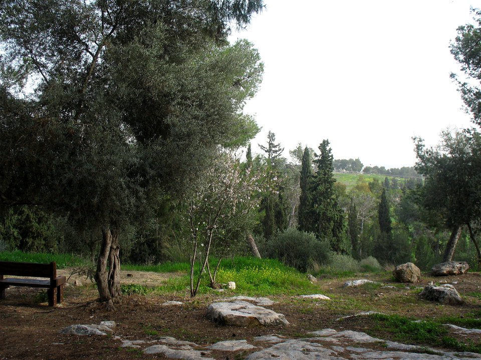 View of olive and almond trees in Yaar Hulda