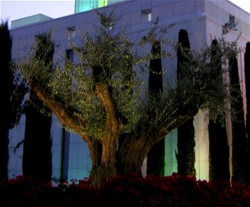 Small olive tree, Madrid.