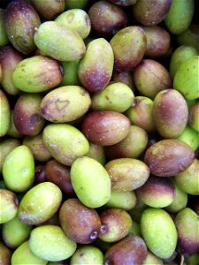 Olive fruits in Darbechtar