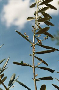 Sevillano Olive buds — in Corning, California.