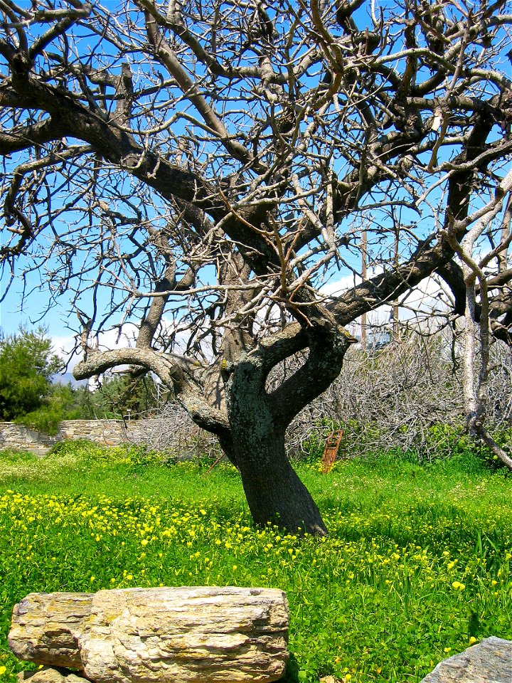 Tree near Karystos, Eboeia, Greece.  Picture taken by Tim Bekaert, March 20, 2005.

This tree is not an olive tree