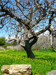 Tree near Karystos, Eboeia, Greece.  Picture taken by Tim Bekaert, March 20, 2005.

This tree is not an olive tree