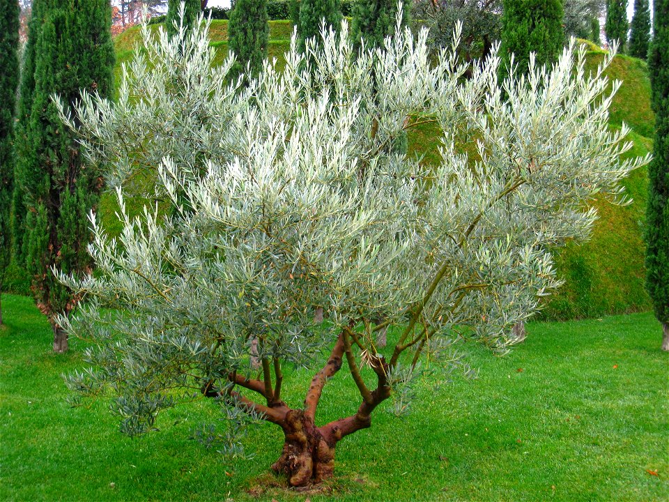 Olive tree (Olea europaea) at the Bosque de los Ausentes, Parque del Buen Retiro, Madrid, Spain. I took this photograph.