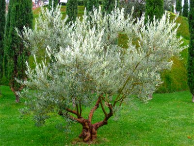 Olive tree (Olea europaea) at the Bosque de los Ausentes, Parque del Buen Retiro, Madrid, Spain. I took this photograph.