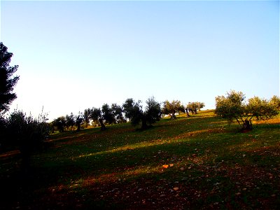 Olive trees on Dehesa del Generalife Park