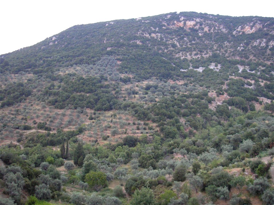 Olive trees on the mountain