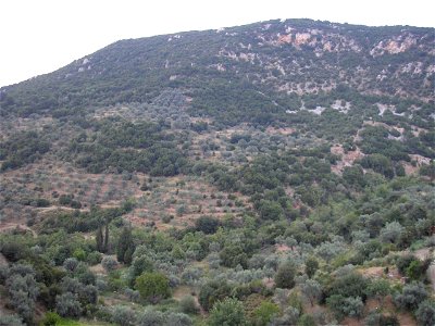 Olive trees on the mountain