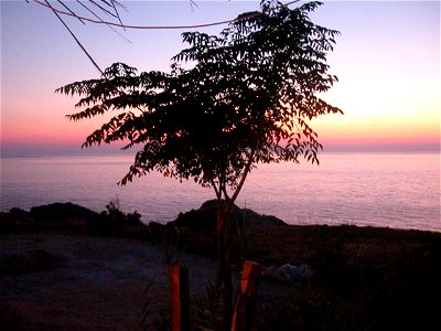 olive tree in afterglow, Nas, Icaria, Greece