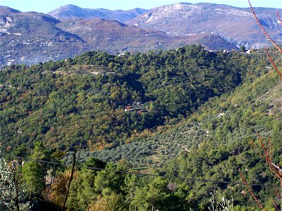 Oliveraie dans les collines de l'arrière-pays niçois (France).