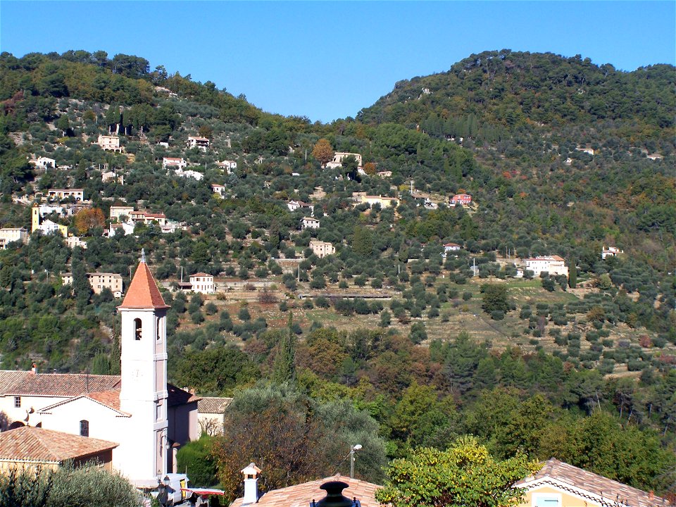 Oliviers "cailletiers" sur les collines de l'arrière-pays niçois, dans la commune de Saint-Blaise du département français des Alpes-Maritimes.