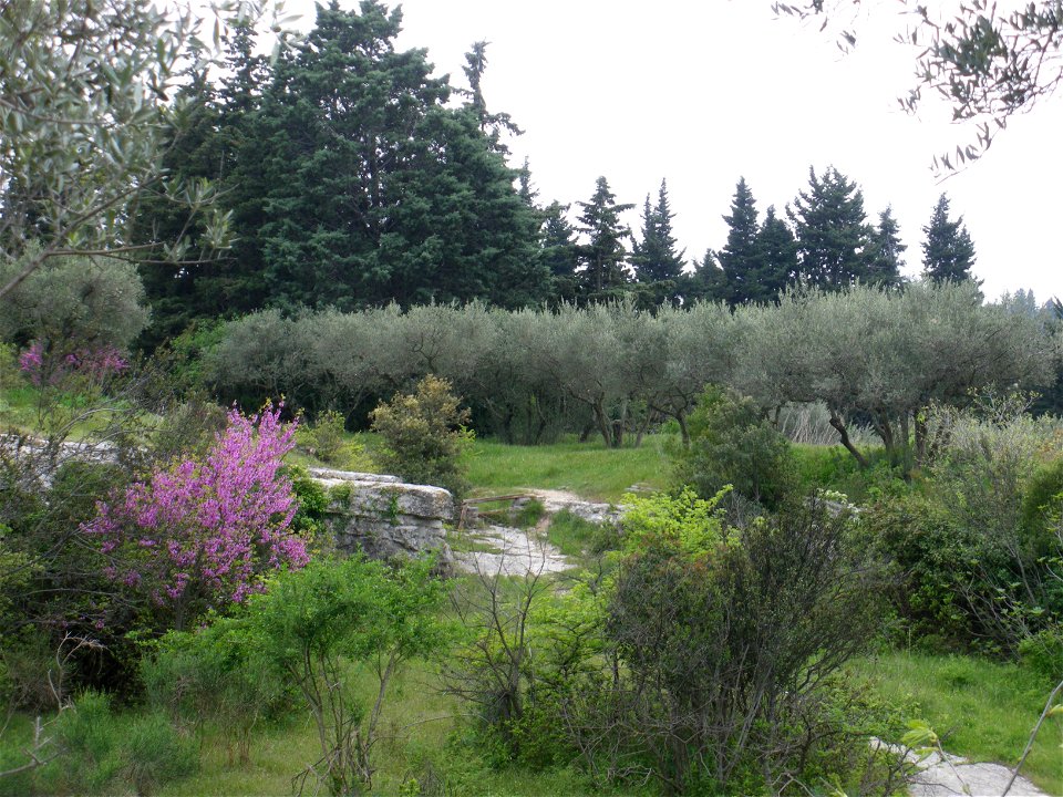 Oliver tree field, near Tarascon, France
