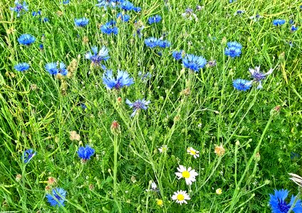 Wild flowers flower meadow wildflowers photo