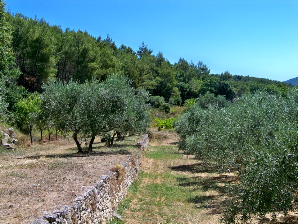 Oliviers et restanques en Luberon, près de l'Abbaye de Saint Hilaire de Ménerbes, Vaucluse, France
