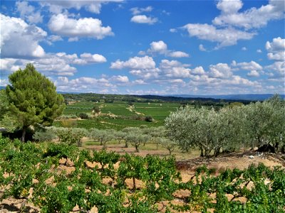 Oliviers et Vignobles sur la communes de Beaumes de Venise, Vaucluse, France
