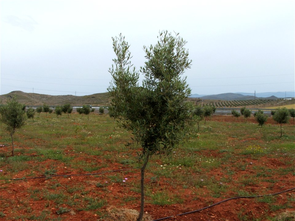 Olea europaea, a tree which gives olives.