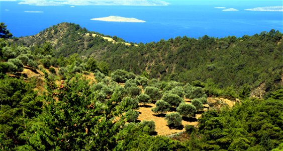 Olive grove on Rhodes island, Greece