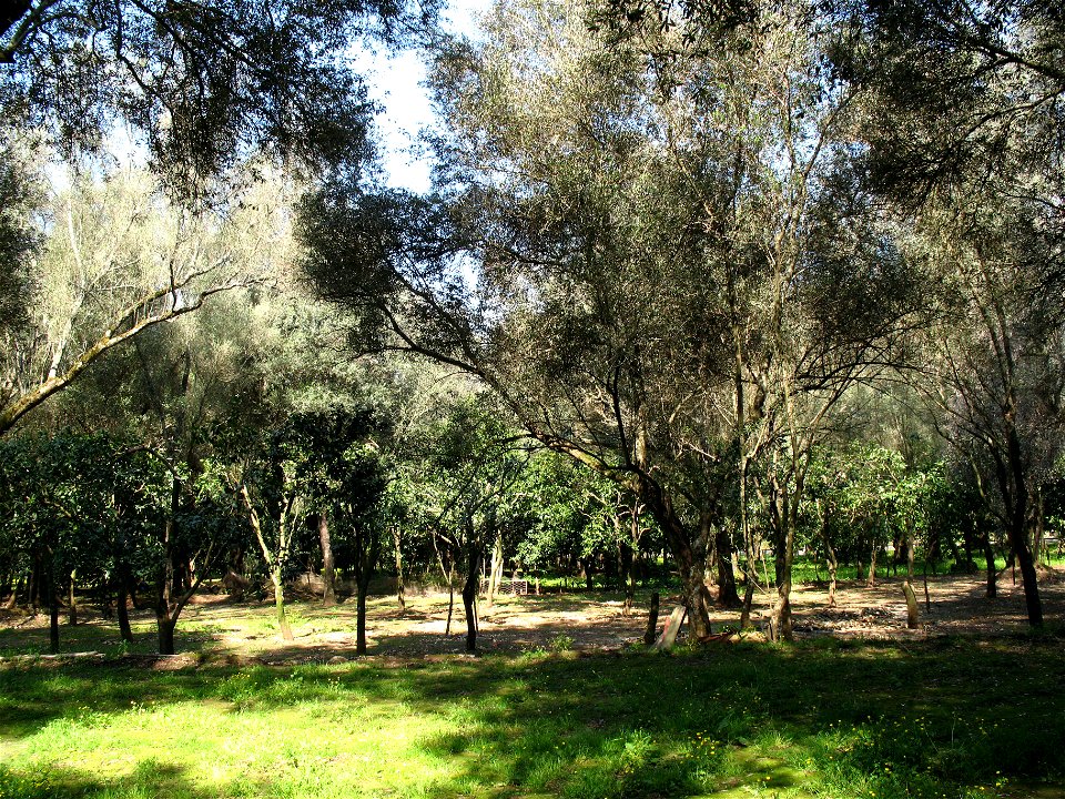 Piana di Gioia Tauro, Oliveto (01)