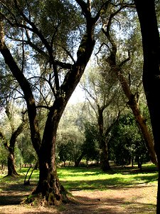 Piana di Gioia Tauro, Oliveto (02)