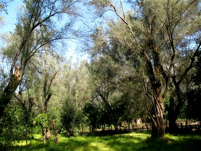Piana di Gioia Tauro, Oliveto (03)