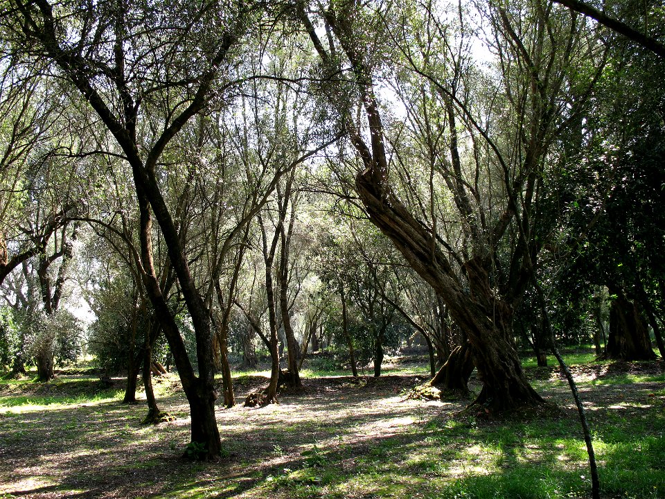 Piana di Gioia Tauro, Oliveto (05)