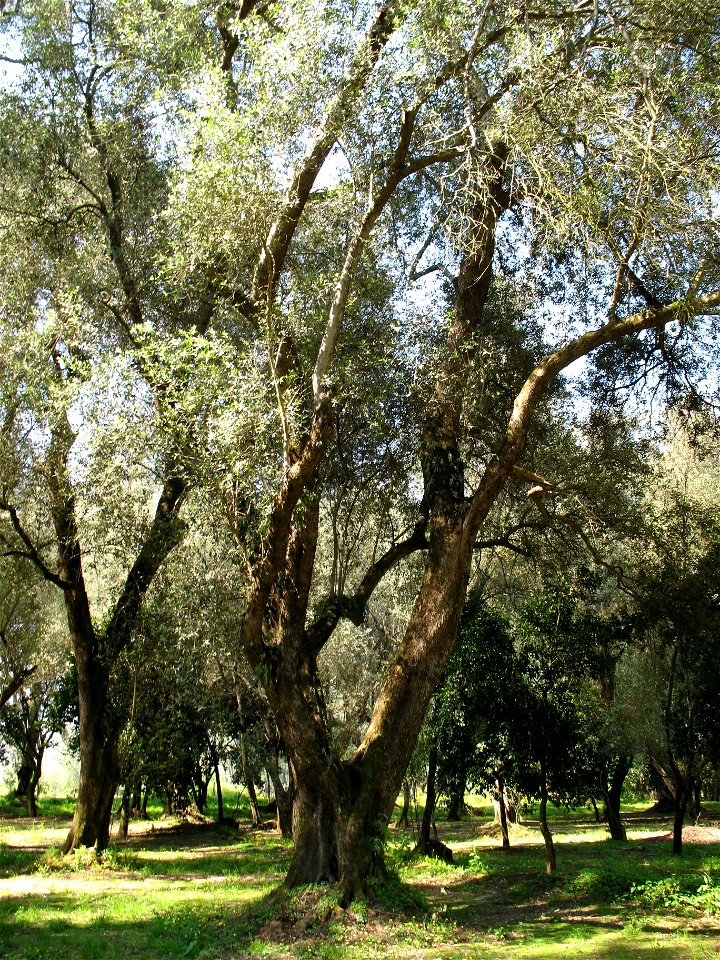 Piana di Gioia Tauro, Ulivo secolare (01)