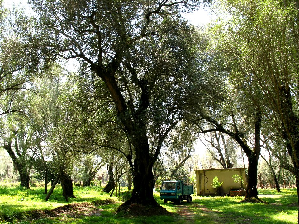Piana di Gioia Tauro, Ulivo secolare (02)