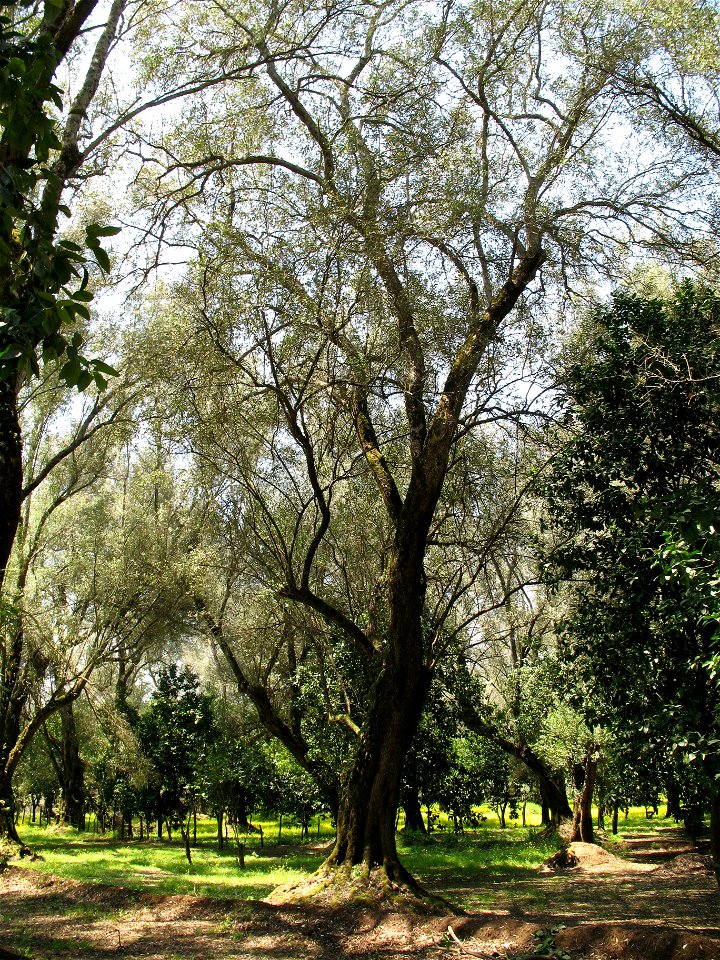Piana di Gioia Tauro, Ulivo secolare (03)