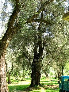 Piana di Gioia Tauro, Ulivo secolare (04)