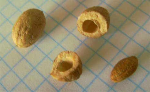The seed entire and broken showing the "almond" of one olive. Cultivar Arbequina from Castelltallat, Catalonia