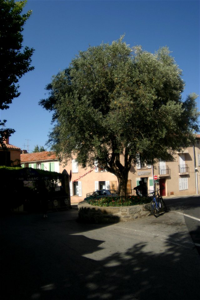 Ramatuelle piazza principale,ulivo rappresentativo del paese.
