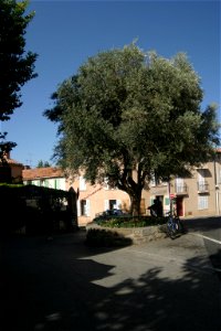 Ramatuelle piazza principale,ulivo rappresentativo del paese.