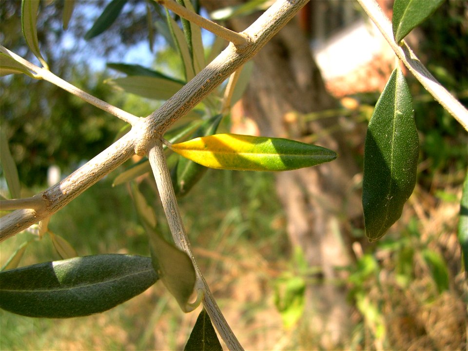 Ramoscello di Ulivo (Olea europea)
