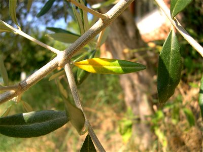 Ramoscello di Ulivo (Olea europea)