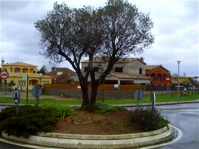 Roundabout in Esclanyà with an olive in the middle.