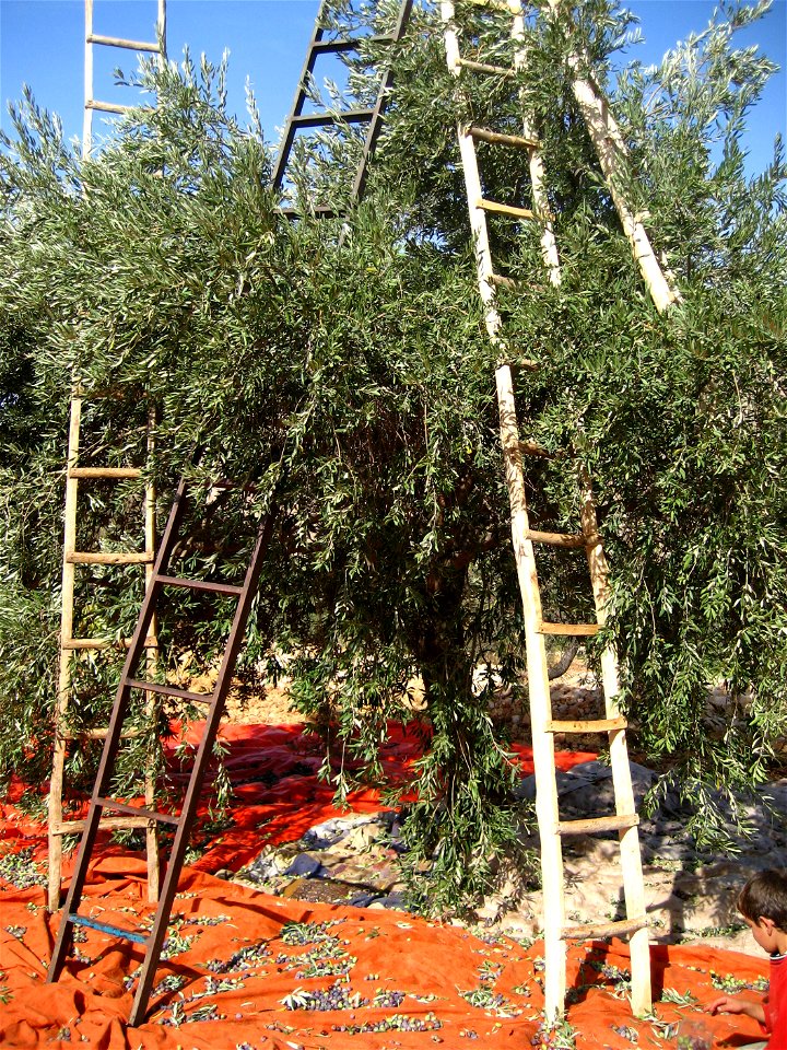 Olive trees are common in Safina, Jordan.