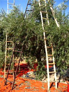 Olive trees are common in Safina, Jordan.