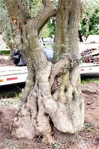 Big Specimen Olive Tree. Extra Large Trunk. Approx 60-70 years old. Tree sold and installed by www.BigOliveTrees.com in Santa Barbara, CA, USA in March 2010. photo