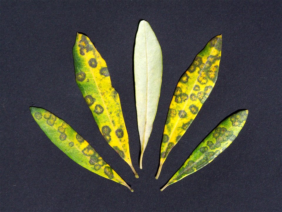 Colonie de champignons cryptogamiques Spilocaea oleaginea se développant sur des feuilles d'oliviers en causant une maladie appelée le cycloconium ou "œil de paon".