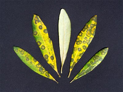 Colonie de champignons cryptogamiques Spilocaea oleaginea se développant sur des feuilles d'oliviers en causant une maladie appelée le cycloconium ou "œil de paon". photo