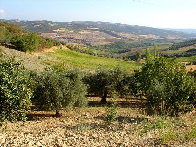 A view of the Tokaçli and olive orchards, in Altınözü. Located in Hatay Province, on the eastern [[:Category:|Mediterranean]], extreme southeastern Turkey. Natural hillside flora is in the Eastern Me photo
