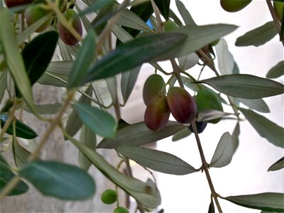 olives en véraison photo