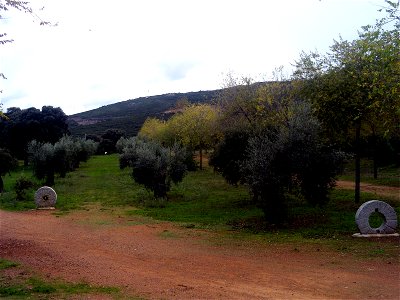 Olea europaea in Dehesa Boyal de Puertollano, Spain photo