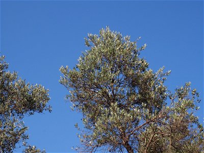 Olive tree branches bearing fruits in early November, Crete photo