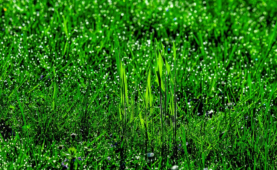 Pearl bokeh plant