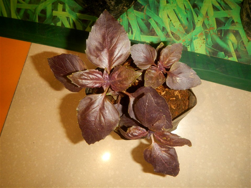 Plants of the Philippines