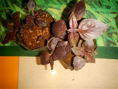 Plants of the Philippines
