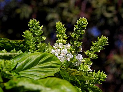 Image title: Greenherbs blooming bsail
Image from Public domain images website, http://www.public-domain-image.com/full-image/flora-plants-public-domain-images-pictures/flowers-public-domain-images-pi