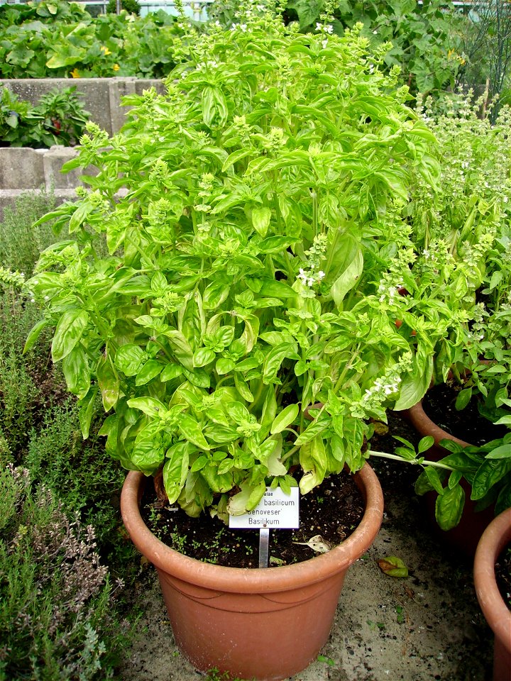 Mediterranean basil cultivar "Genovese" (Ocimum basilicum)