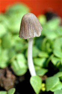 a fungi grows in the basil pot