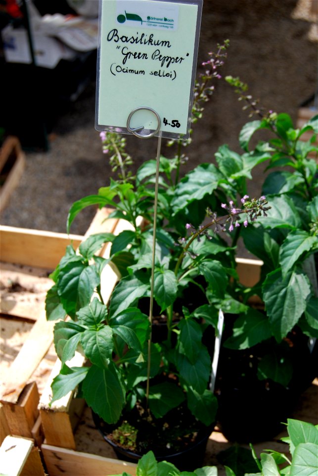 Basil in Alpengarten, Wien, Österreich